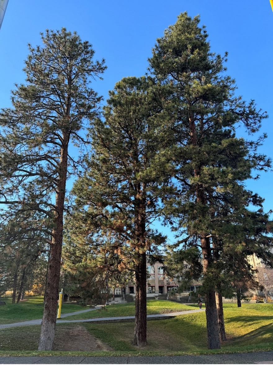 Three tall Ponderosa pine trees stand prominently in the central Commons area of Thompson Rivers University. Their dense green foliage contrasts with the clear blue sky, and a university building is visible in the background. A path and grassy lawn run through the area, with a person walking in the distance.