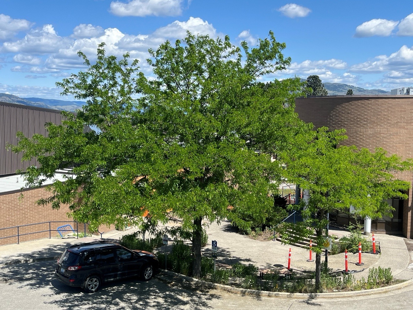A tree in a parking lot

AI-generated content may be incorrect.