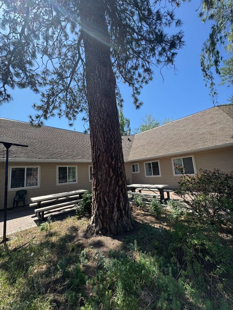 A large, mature Ponderosa pine tree with thick, textured bark stands in a landscaped courtyard at Thompson Rivers University. Several picnic tables and benches surround the tree, with a beige building and clear sky in the background.