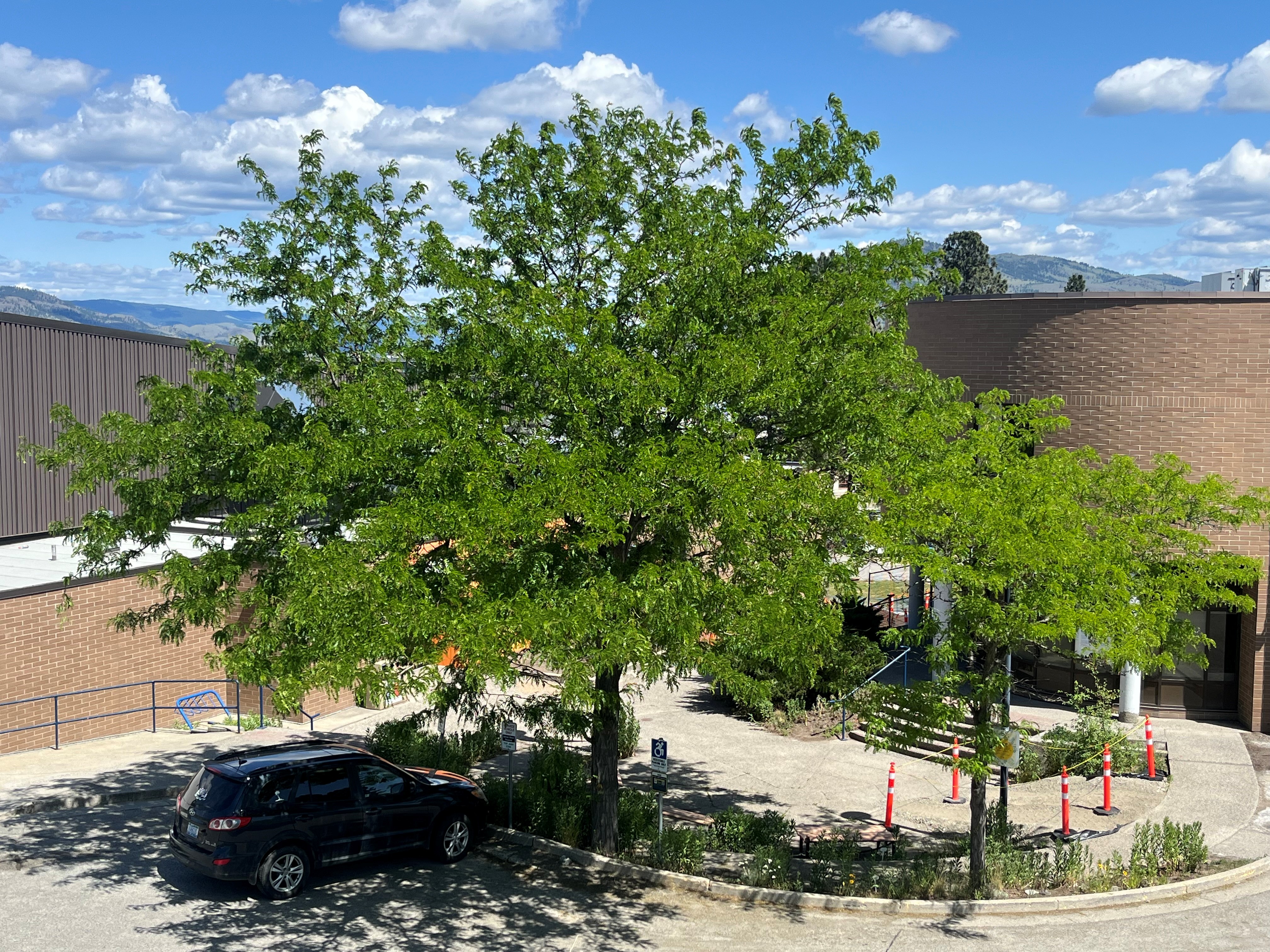 A large, mature honey locust tree with bright green leaves provides shade beside the Science building at Thompson Rivers University.