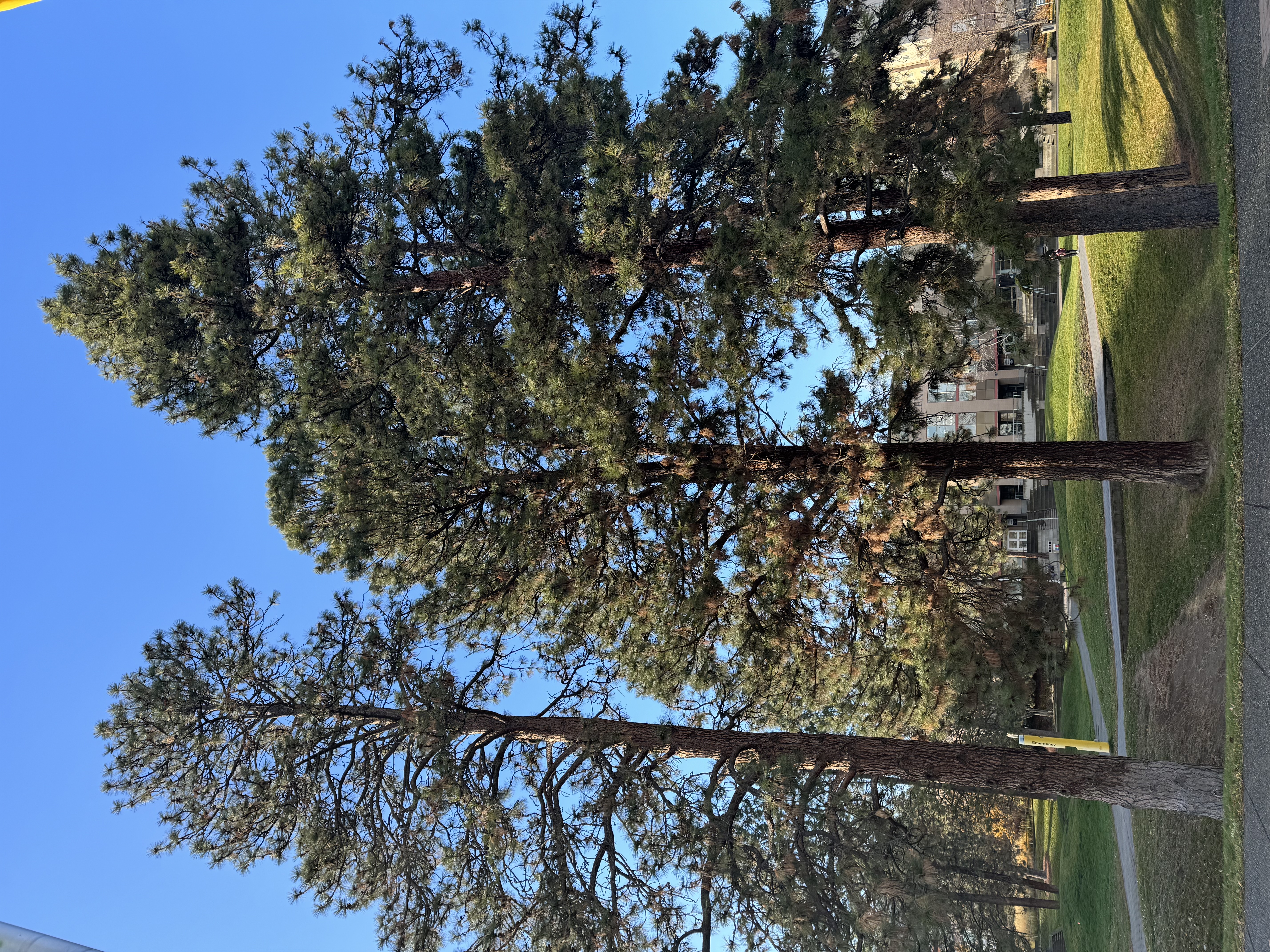 Three tall Ponderosa pine trees stand prominently in the central Commons area of Thompson Rivers University. Their dense green foliage contrasts with the clear blue sky, and a university building is visible in the background. A path and grassy lawn run through the area, with a person walking in the distance.