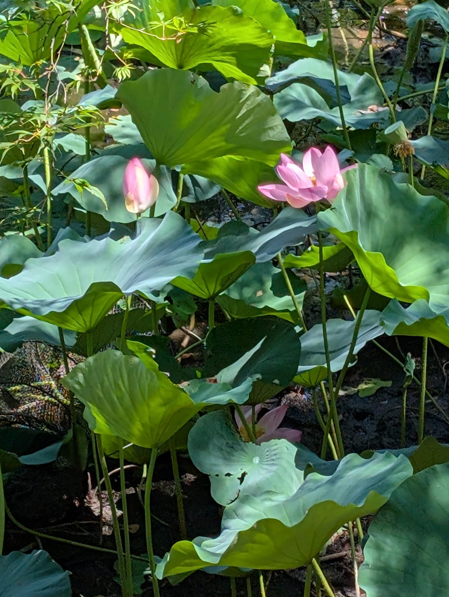 Lotus flowers emerging from a swamp